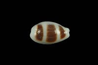 藏品(浮標寶螺)的圖片